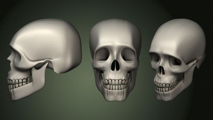 Anatomy of skeletons and skulls (ANTM_1631) 3D model for CNC machine